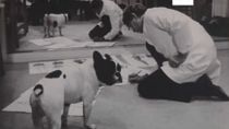 New exhibition celebrates Yves Saint Laurent’s love of dogs