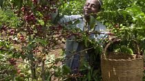 Ethiopian coffee exports earn more than $500 million in just two months