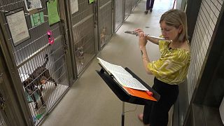 Animal shelters in the US use live music to soothe anxious pets