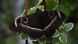 Rare African moon moths hatch in Bulgaria