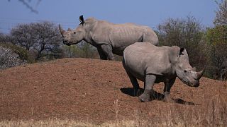 South African conservationists mark World Rhino Day amid rising poaching threat
