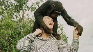 Groundbreaking conservationist Jane Goodall dies aged 91