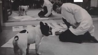 New exhibition celebrates Yves Saint Laurent’s love of dogs