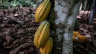 In Cameroon, sustainable cocoa farming helps protect both livelihoods and wildlife 