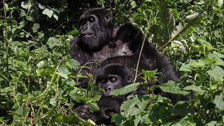 Former poachers turn into gorilla conservationists in Uganda