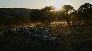 In Spain, migrants are saving sheep farms by taking over shepherding