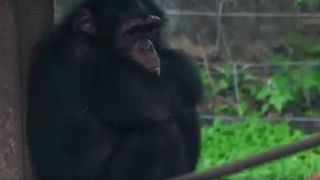 Sierra Leone: popular chimpanzee sanctuary under threat from encroachment