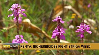 Kenya: Farmers use bioherbicide to fight crop-killing 'witchweed'
