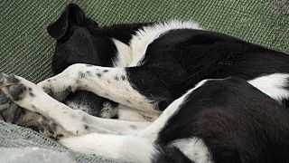 In Tunisia dangerous stray dogs worry people and animal rights activists demand more help