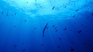 Nations ratify world's first treaty to protect international waters