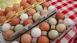 China exports poultry hatching eggs to Tanzania, marking milestone