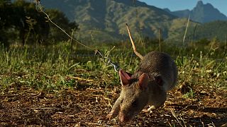 Tanzania identifies mysterious deadly illness as 'rat fever'