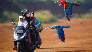 Motorbike mechanic now trains macaws in Jakarta