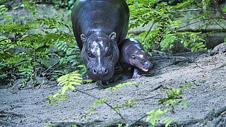 Baby pygmy hippo takes first underwater dip in Berlin zoo pool