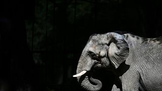 African elephant Pupy arrives in Brazilian sanctuary after 30 years in Buenos Aires zoo