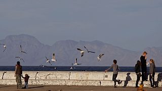 Tourists, wildlife attempt amicable co-existance at Cape Town harbour