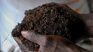 Benin agricultural project uses fly larvae to produce organic fertilizer