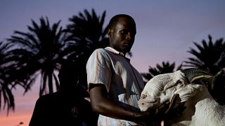 Senegal’s finest sheep vie for bloodline prestige at pageant