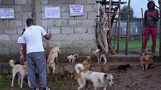 Ethiopia: One woman's mission to protect Addis Ababa's abandoned dogs