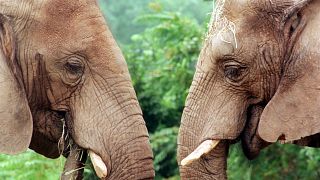 Elephants at Oregon Zoo crush giant pumpkins to celebrate Halloween