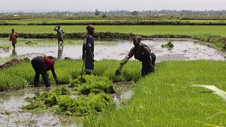 Nubian women in Kenya revive tradition through urban farming
