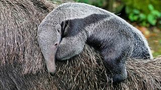 Giant anteater cub makes first appearance at Cologne zoon