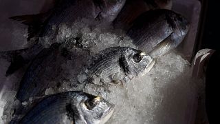 World Trade Organization fisheries agreement comes into force, curbing harmful subsidies