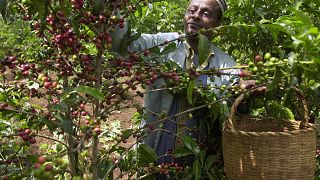 Ethiopian coffee exports earn more than $500 million in just two months