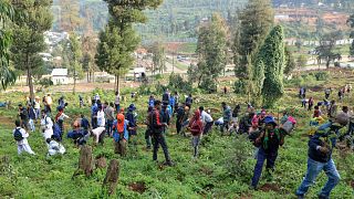 Ethiopians plant 700 million tree seedlings in a day in reforestation campaign