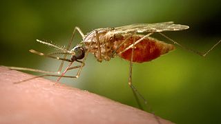 China scrambles to contain Chikungunya outbreak