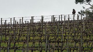 How a South African vineyard is making better wine thanks to cattle and ducks