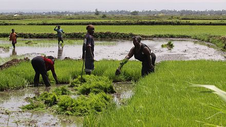 Nubian women in Kenya revive tradition through urban farming