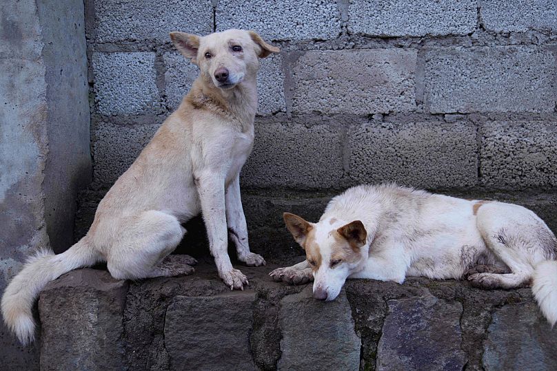 Stray dogs that were abandoned on the streets rest at a shelter in Addis Ababa, Ethiopia, 7 September 2025