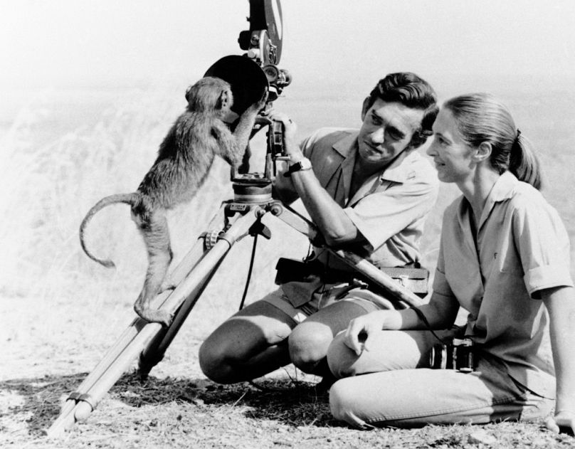FILE - Anthropologist Jane Goodall, right with husband Hugo van lawick behind camera, January 1974. 